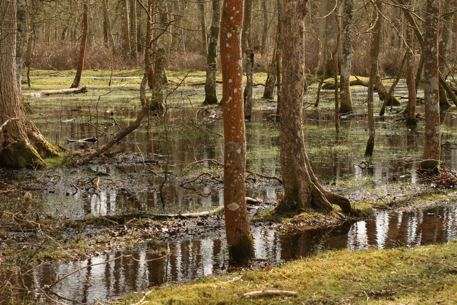 Its My Life... Easter in New Forest